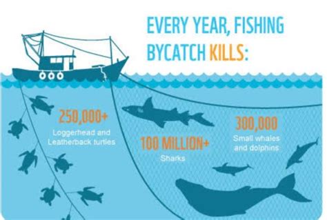 Fishing and its effect on the marine ecosystem