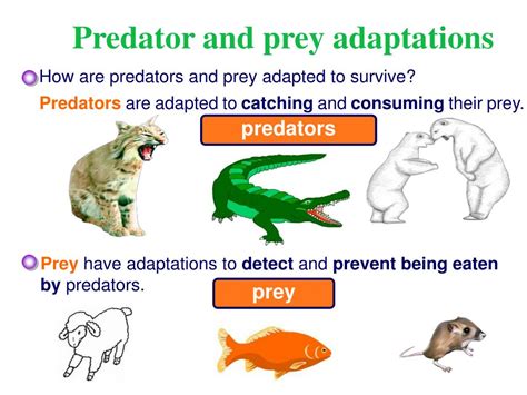 PPT - Predator Prey Relationships PowerPoint Presentation, free download - ID:4237514