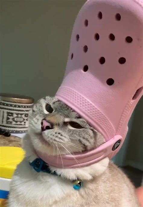 Cat With Croc on Head