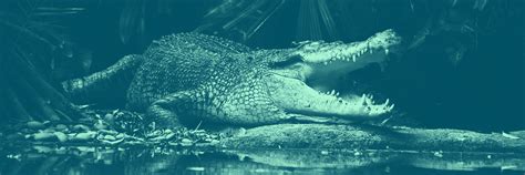 "Alligator" vs. "Crocodile": Do You Know The Difference? - Dictionary.com