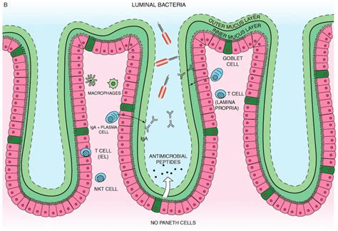 Which Cells in the Small Intestine's Mucosa Secrete Mucus - AhmadkruwHickman