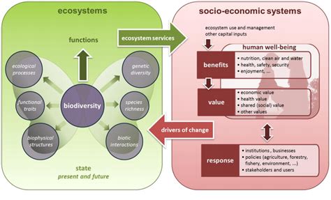 Ecosystem Services - FOREST EUROPE