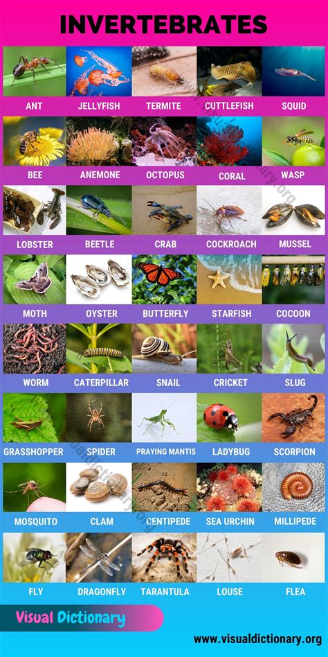 Invertebrates: 40 Great List of Animals that Are Invertebrates - Visual Dictionary