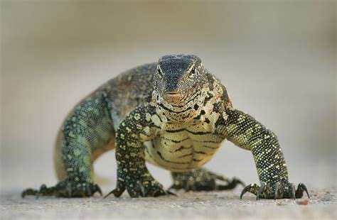 Nile Monitor Facts and Pictures | Reptile Fact