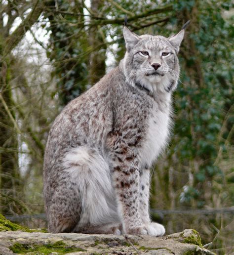 Domestic cat or lost lynx? On the trail of the 'Paris tiger'