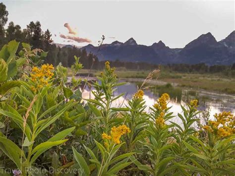 Wildlife Tour At Grand Teton National Park