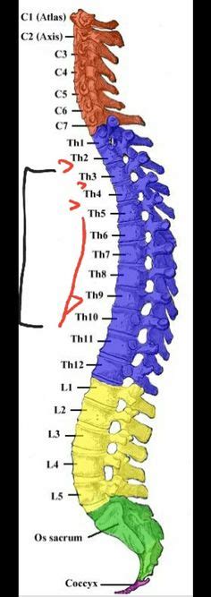 T2-T11 {Thoracic} Bulging and Desiccation | Spinal cord injury, Spinal cord, Spinal nerve