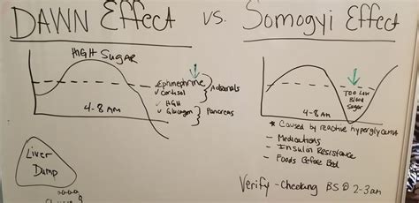 a whiteboard with diagrams on it and writing about the effects of dawn effect versus somaji effect