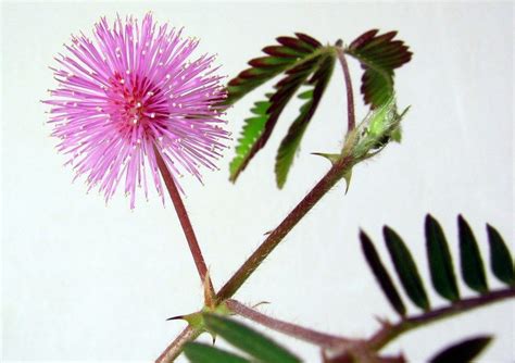 Sensitive plant facts and health benefits