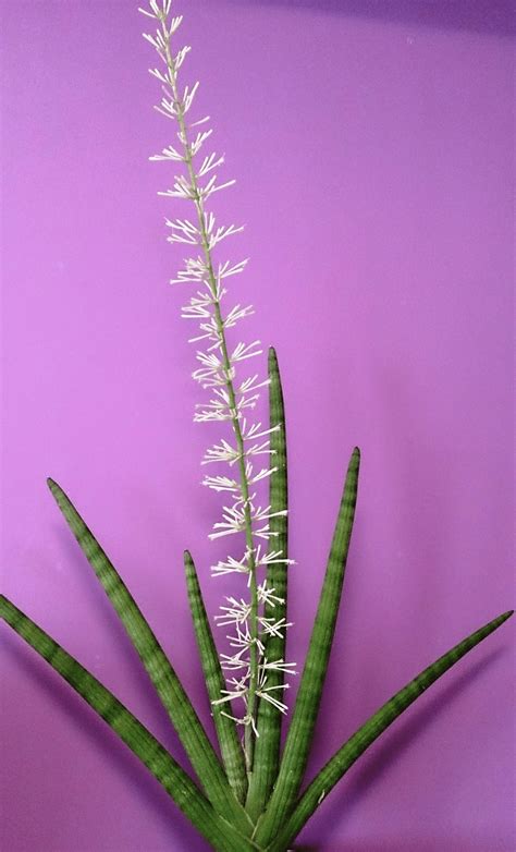 How to Cultivate the Beautiful Snake Plant Flower: A Guide to Bigger Blooms