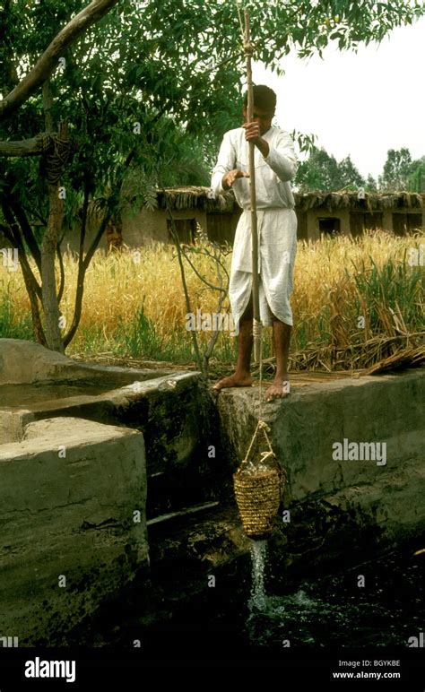 Shaduf pulley method of irrigation drawing water in a woven basket ...