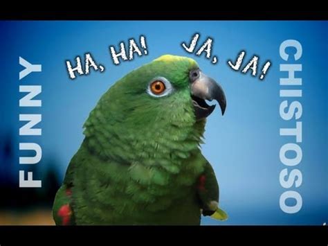 Funny Parrots Laughing - A must watch if you want to laugh! - YouTube