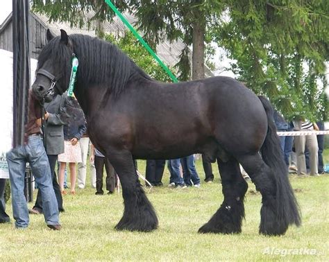 w.....................................a..h | Horses, Draft horses, Beautiful horses