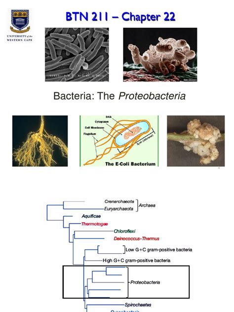 CH 22 - The Proteobacteria | PDF