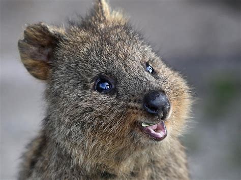 Instagram compares quokka selfies to 'animal cruelty'