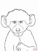 Baboons coloring Pages sketch template