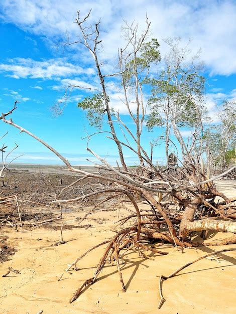 Premium AI Image | beach mangrove sunset praia