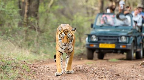 All hail India's first ever urban open-air night safari in Lucknow!