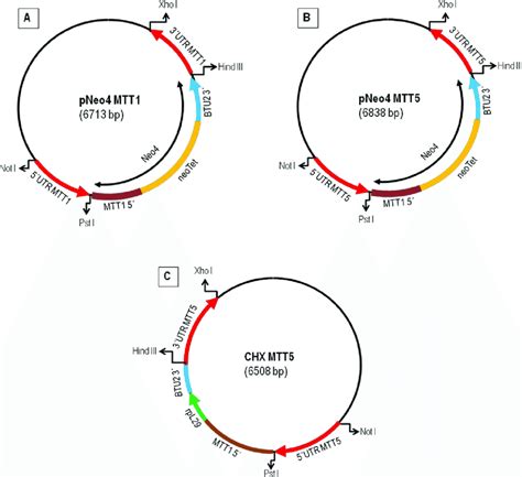 Schematic representation of the plasmid constructs used to obtain ...