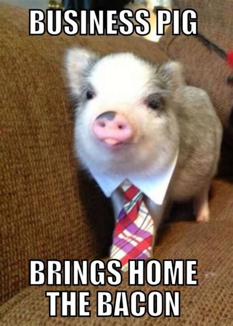 Look at this funny business pig ‪#‎funnymemes‬ ‪#‎funnypig‬ ‪#‎animalmemes‬ | Cute pigs, Cute ...