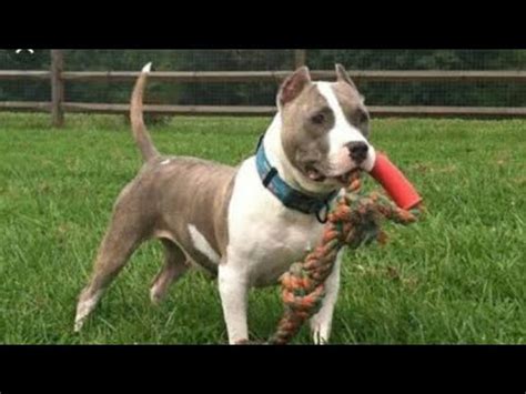 Pit bull puppy training 2km walk. - YouTube