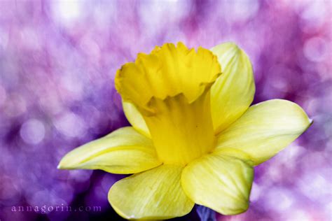 Flowering Spring (Tulips & Daffodils) :: Nature :: Anna Gorin ...