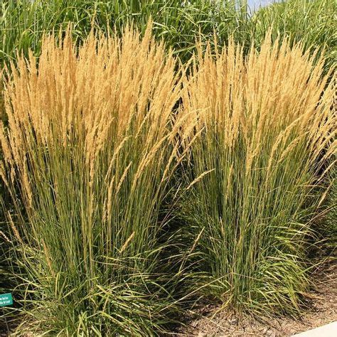 44 DEER RESISTANT ORNAMENTAL GRASSES ideas | ornamental grasses, plants, deer resistant plants