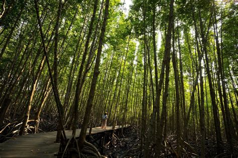 Kenali Hutan Mangrove Si Sabuk Pelindung Pantai - Hutan Itu Indonesia