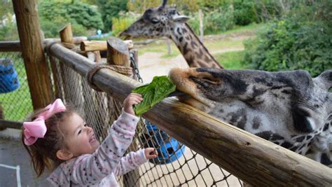 'We're ready': Cincinnati Zoo announces reopening plan while waiting on DeWine's green light