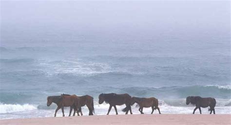 Sable Island Wild Horses: A Canadian Heritage- Part 1…