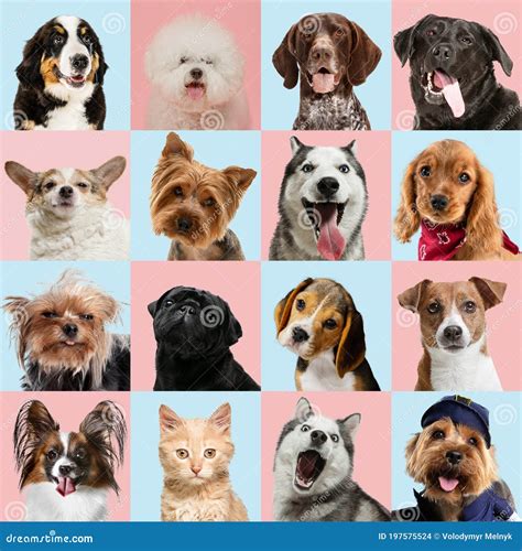 Stylish Dogs and Cats Posing. Cute Pets Happy. Creative Collage Isolated on Multicolored Studio ...