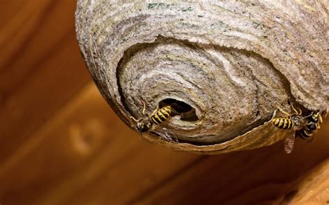 Watch Out for Wasp Nests – Andy Law Pest Control