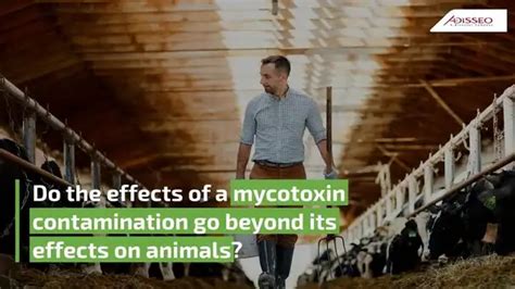 Do the effects of a mycotoxin contamination go beyond its effects on ...