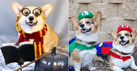 Pictures of Corgis in Halloween Costumes | POPSUGAR Pets