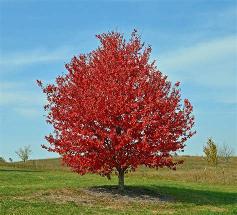 Red Sunset Maple | Grasshopper Gardens