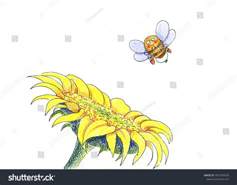 Pencil Drawing Bee Near Sunflower Stock Illustration 1851099928 ...