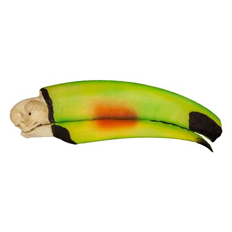 Replica Keel-billed Toucan Skull For Sale – Skulls Unlimited International, Inc.