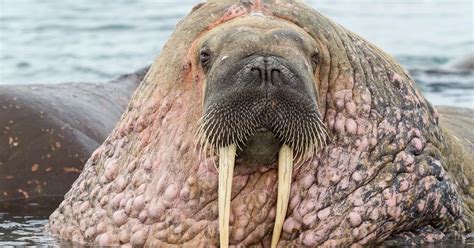 Huge walrus keeps a beady eye on its herd as they swim contentedly in the chilly Arctic - Irish ...