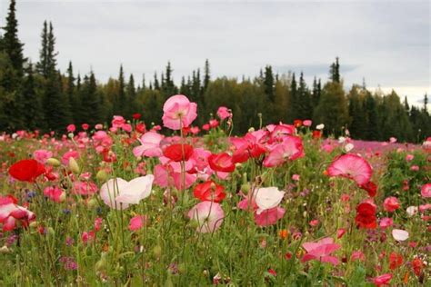 Qué significa soñar con un campo de flores