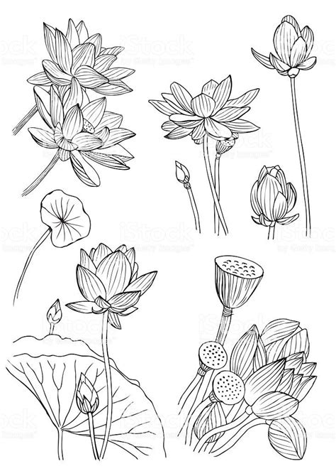 Hand drawing of water lilies, rendering as vector and isolated on... | Flower drawing, Lilies ...