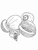 Honeydew Melon Coloring Pages Sketch Page sketch template