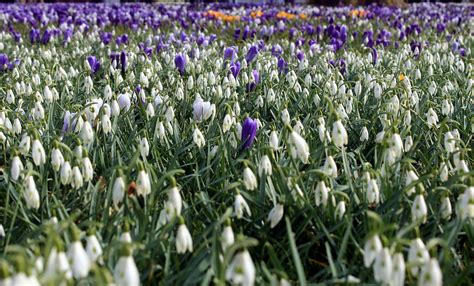 Free Images : grass, field, meadow, botany, snowflake, wildflower ...