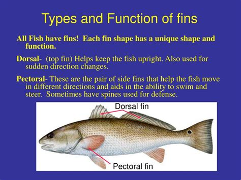 PPT - Fish: Form and function PowerPoint Presentation, free download - ID:1255342