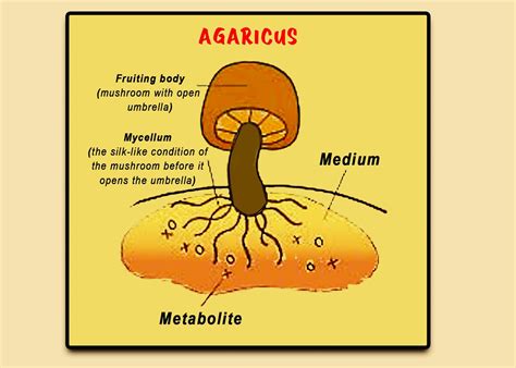 In Agaricus, the fruiting body is made up of……………………. mycelium