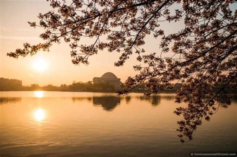 Cherry Blossom Photography Tips: Using the Sun