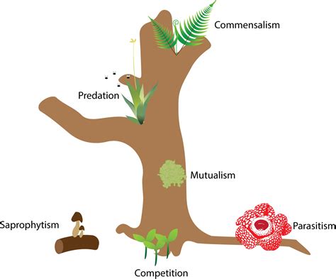 Symbiosis - the ways that plant interacts - Plant Biotechs