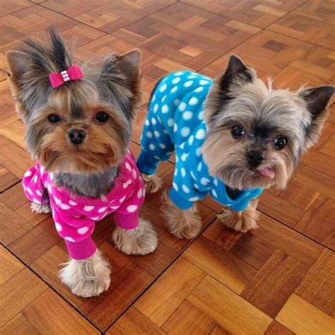 The 25+ best Yorkie names girl ideas on Pinterest | Yorkie names, Yorkshire puppies and Rooms ...