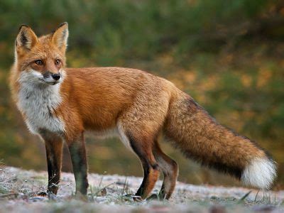 Protecting the endangered Sierra Nevada red fox - WildEarth Guardians