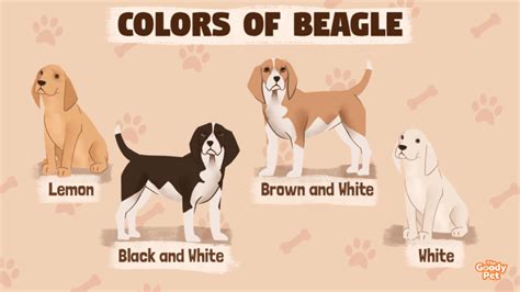 21 Delightful Colors And Patterns Of A Beagle - The Goody Pet