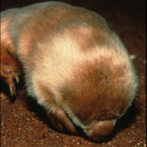 Southern Marsupial Mole